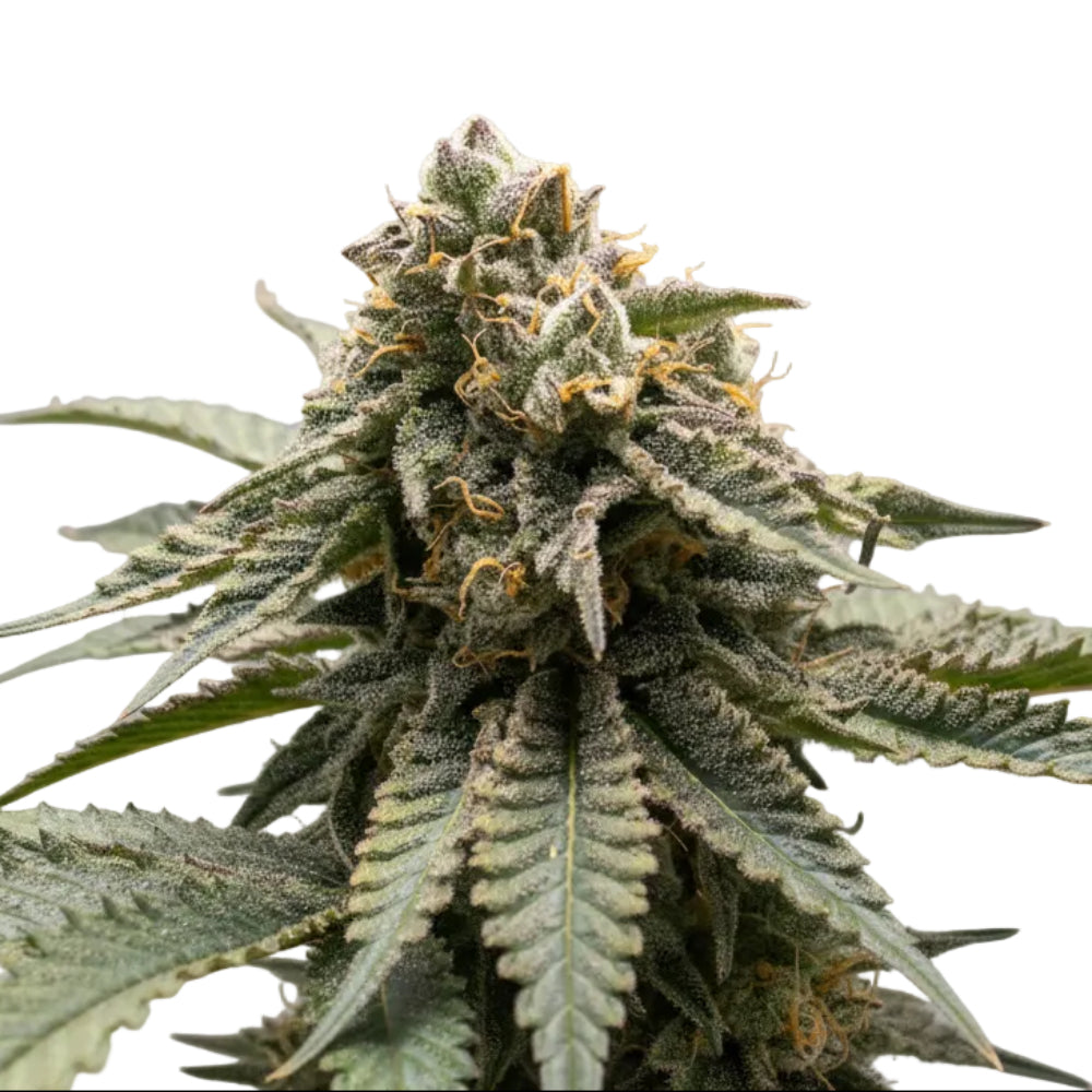 COFFE MINT FAST GRANELSEEDS