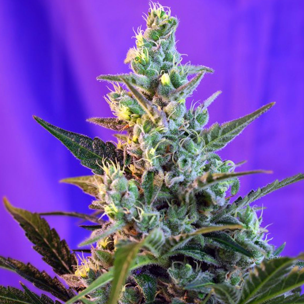 SWEET SKUNK AUTO X25 SWEET SEEDS-1