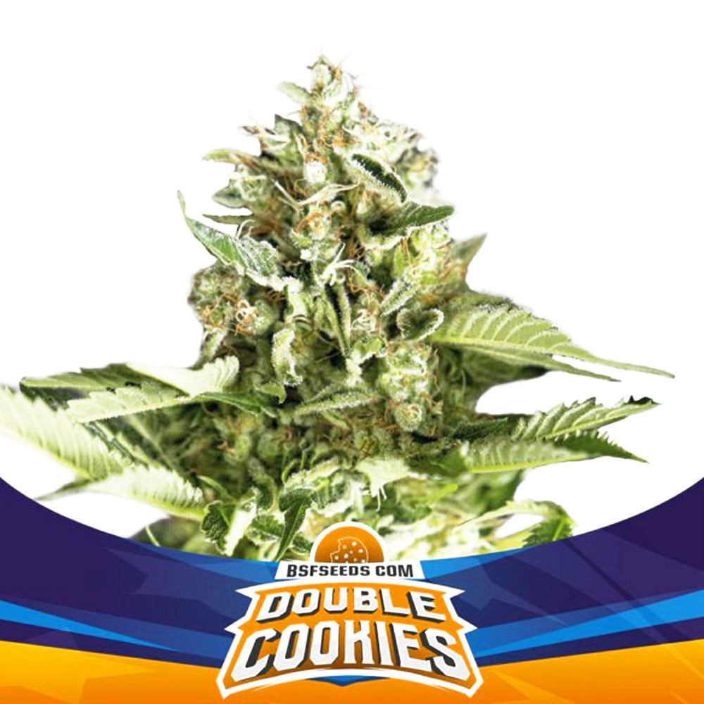 DOUBLE COOKIES FEM X7 BSF SEEDS