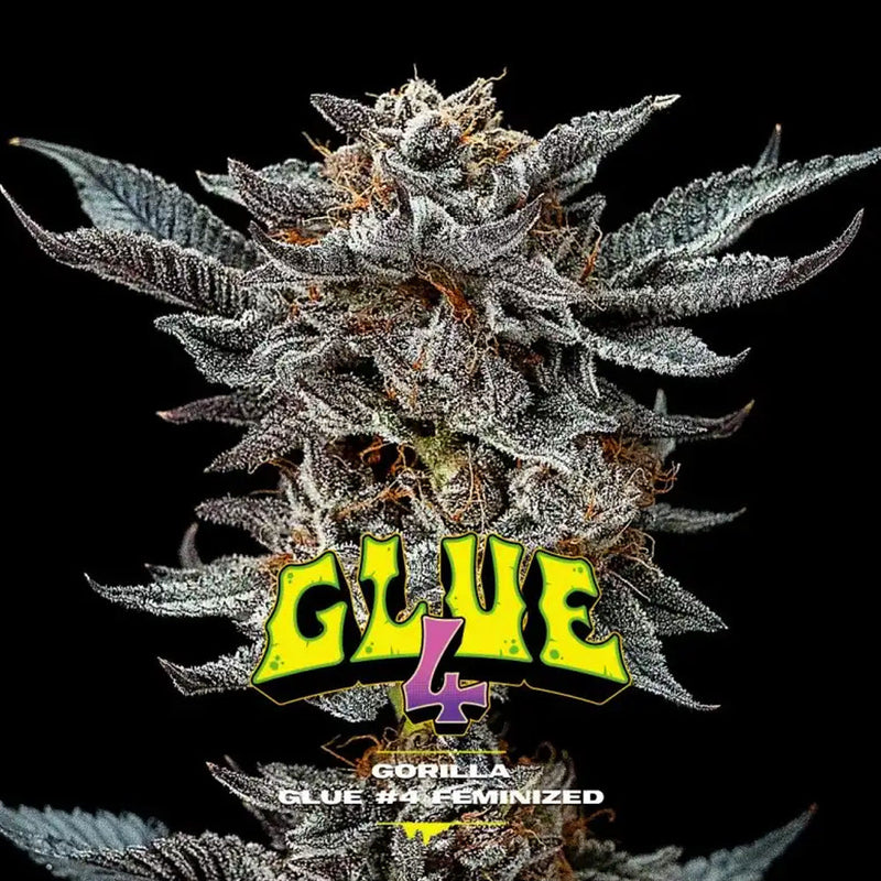 GORILLA GLUE #4 FEM X4 BSF SEEDS-1