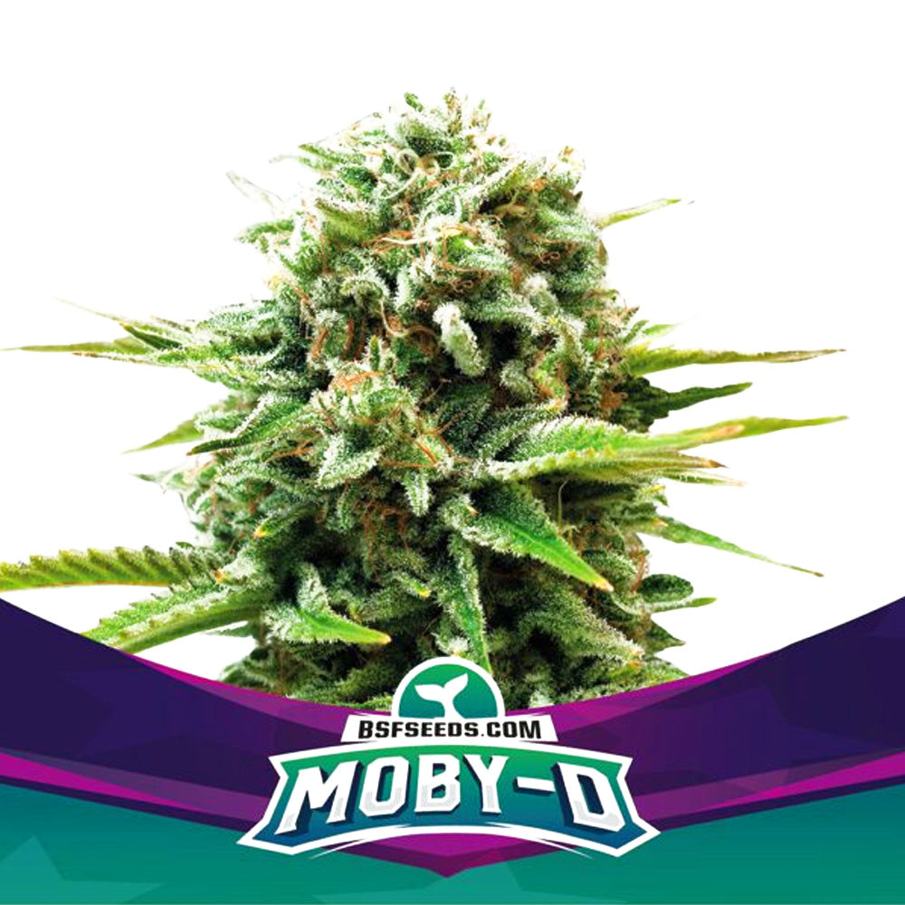 MOBY-D FEM X7 BSF SEEDS