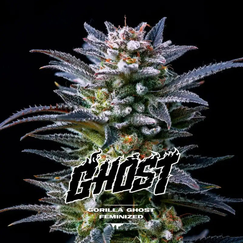 GORILLA GHOST FEM X12 BSF SEEDS-1