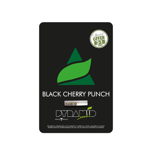 BLACK CHERRY PUNCH FEM 3+1 PYRAMID SEEDS