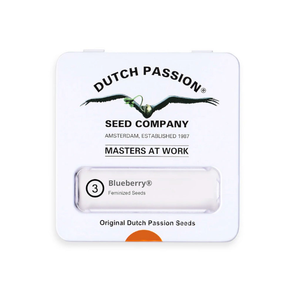 BLUEBERRY AUTO X3 DUTCH PASSION DUTCH PASSION-1