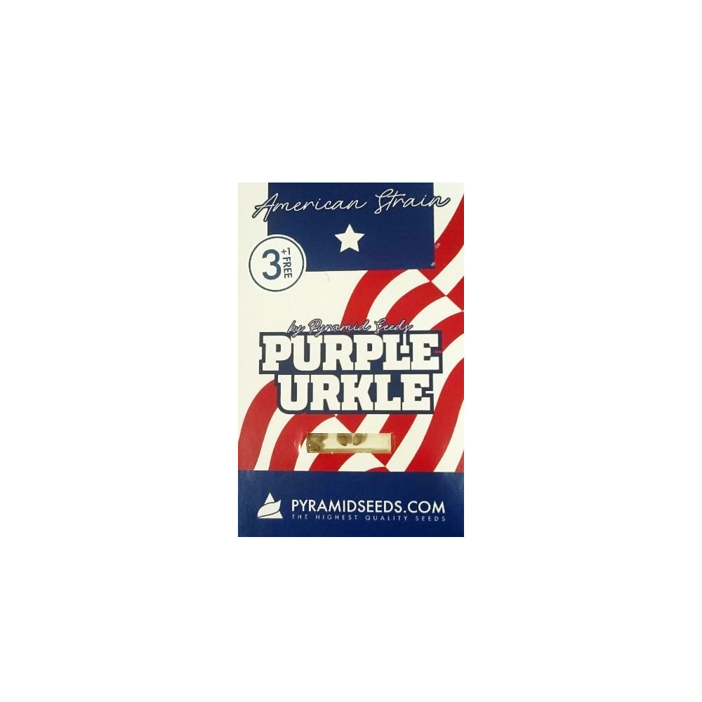 PURPLE URKLE FEM 3+1 PYRAMID SEEDS PYRAMID SEEDS