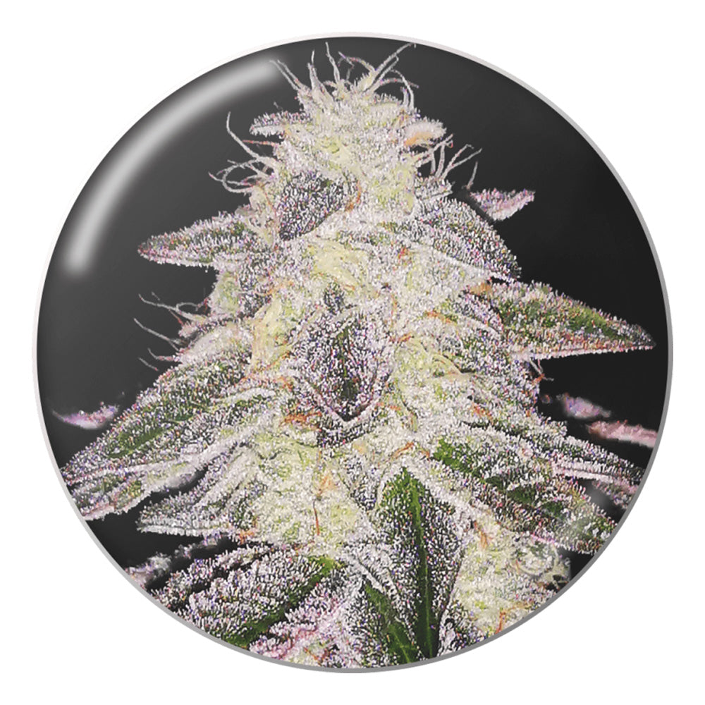 Medical Runntz FEM X3 MEDICAL SEEDS