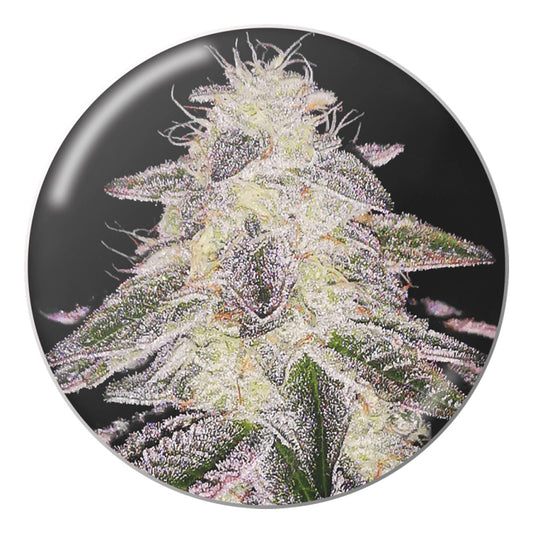 Medical Runntz FEM X3 MEDICAL SEEDS