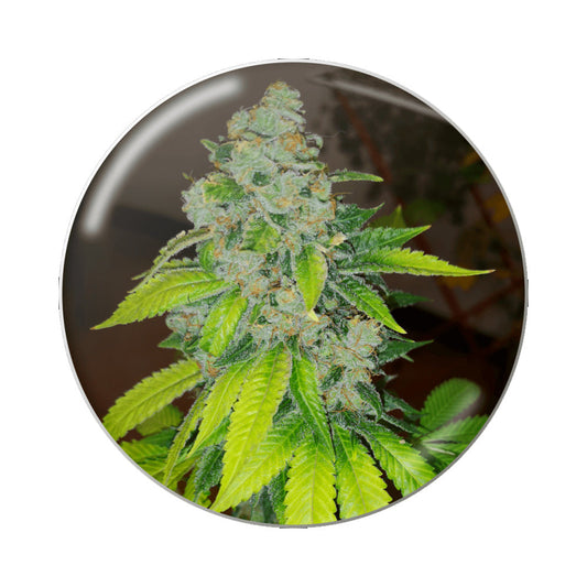 ZKITTLEZ FEM X3 MEDICAL SEEDS