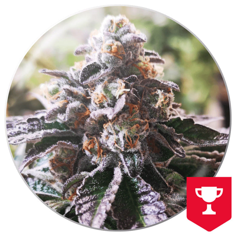 COOKIES PURPLE PUNCH FEM X3+2 - MEDICAL SEEDS-1