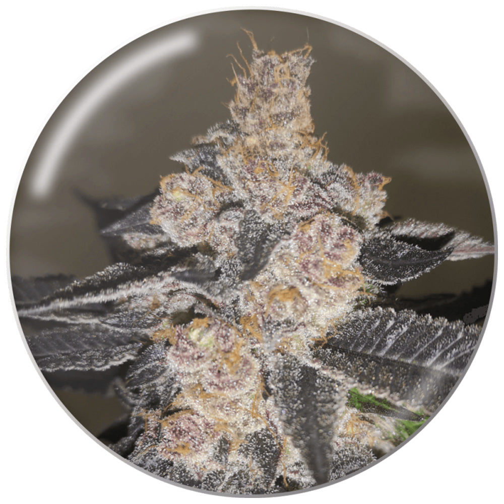GELATO 242 FEM X3 MEDICAL SEEDS