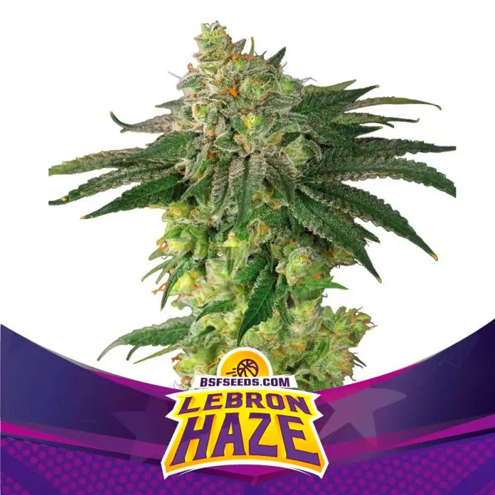 LEBRON HAZE FEM X2 BSF SEEDS