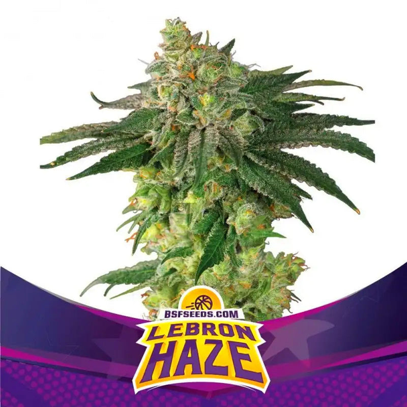 LEBRON HAZE FEM X4 BSF SEEDS-1