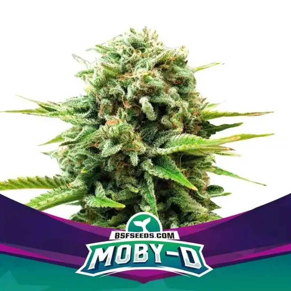 MOBY-D FEM X4 BSF SEEDS