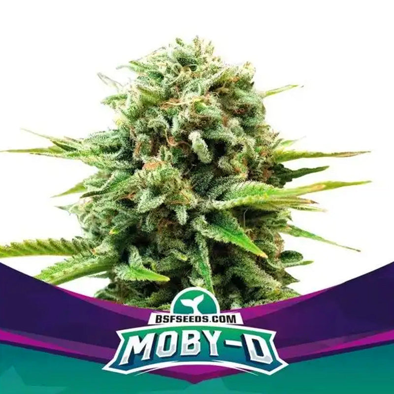 MOBY-D FEM X4 BSF SEEDS-1