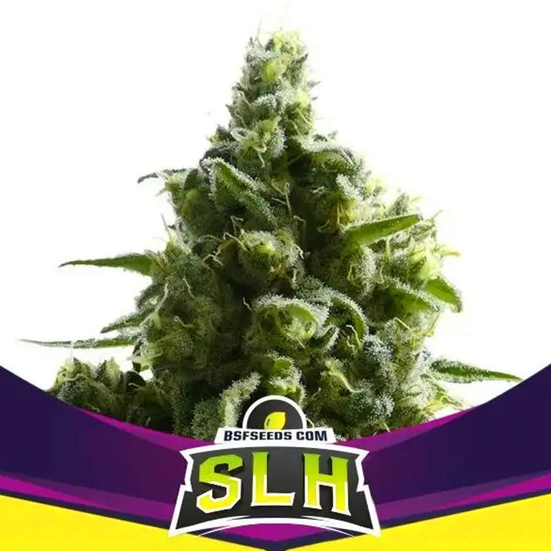 SUPER LEMON HAZE FEM X100 BSF SEEDS-1