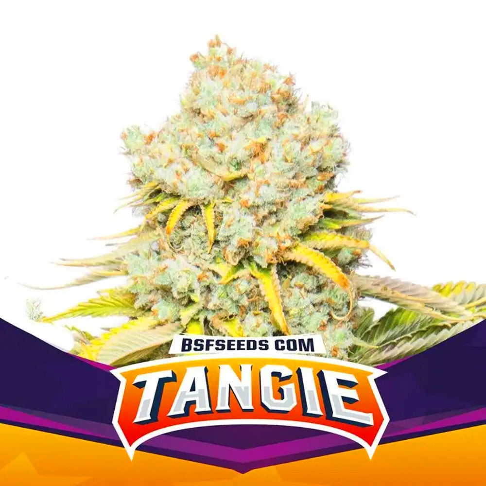 TANGIE FEM X4 BSF SEEDS