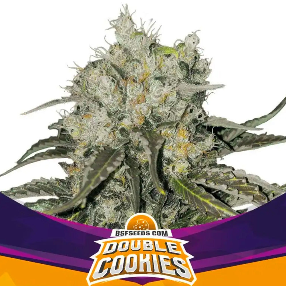 DOUBLE COOKIES FEM X2 BSF SEEDS-1