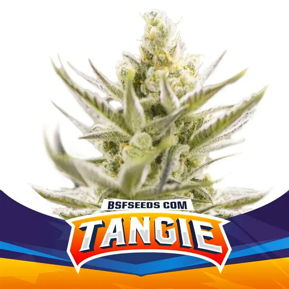 TANGIE XXL AUTO X4 BSF SEEDS