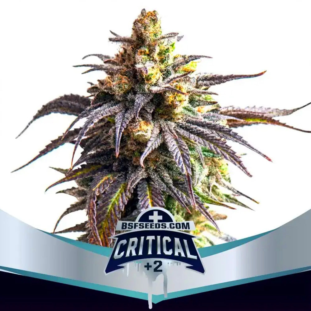 CRITICAL +2 XXL AUTO X2 BSF SEEDS-1