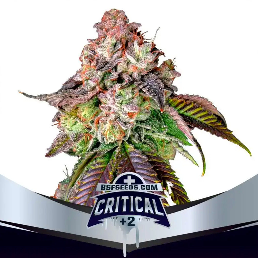 CRITICAL +2 FEM X2 BSF SEEDS