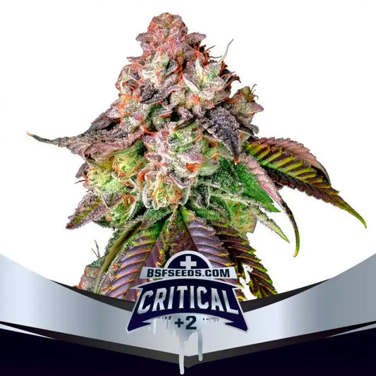 CRITICAL +2 FEM X4 BSF SEEDS