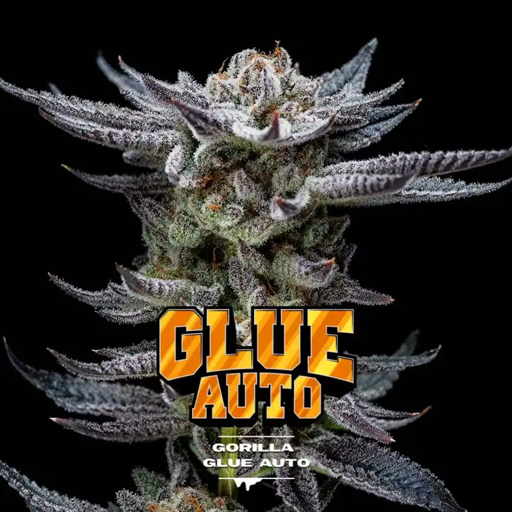 GORILLA GLUE AUTO X2 BSF SEEDS