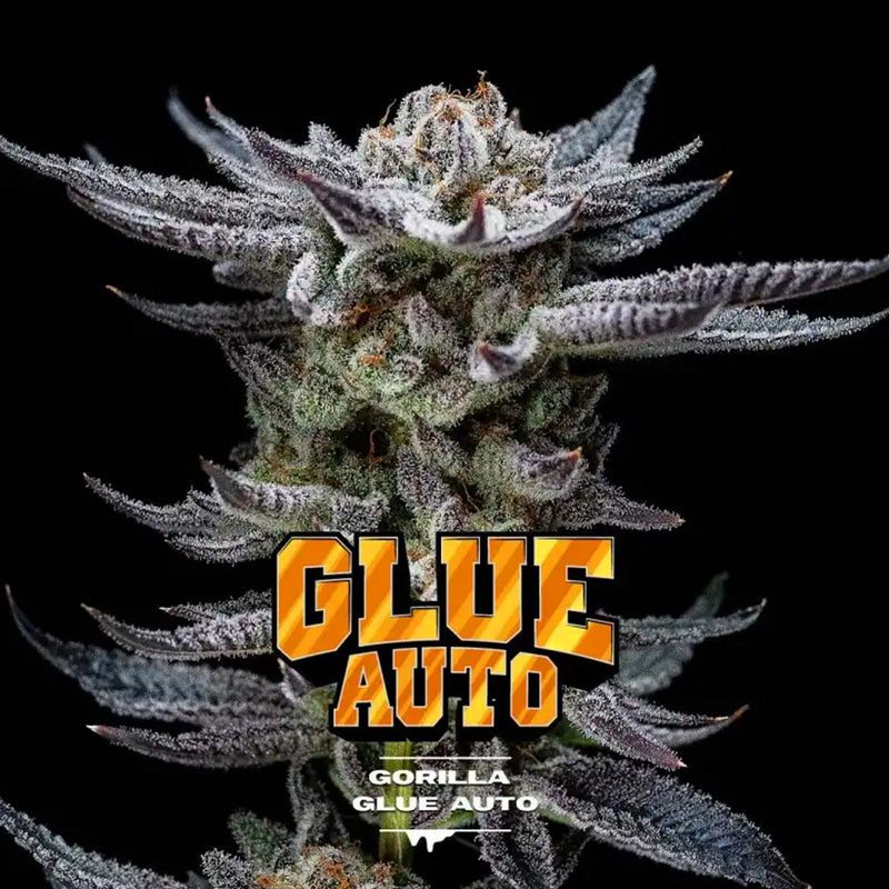 GORILLA GLUE AUTO X12 BSF SEEDS-1