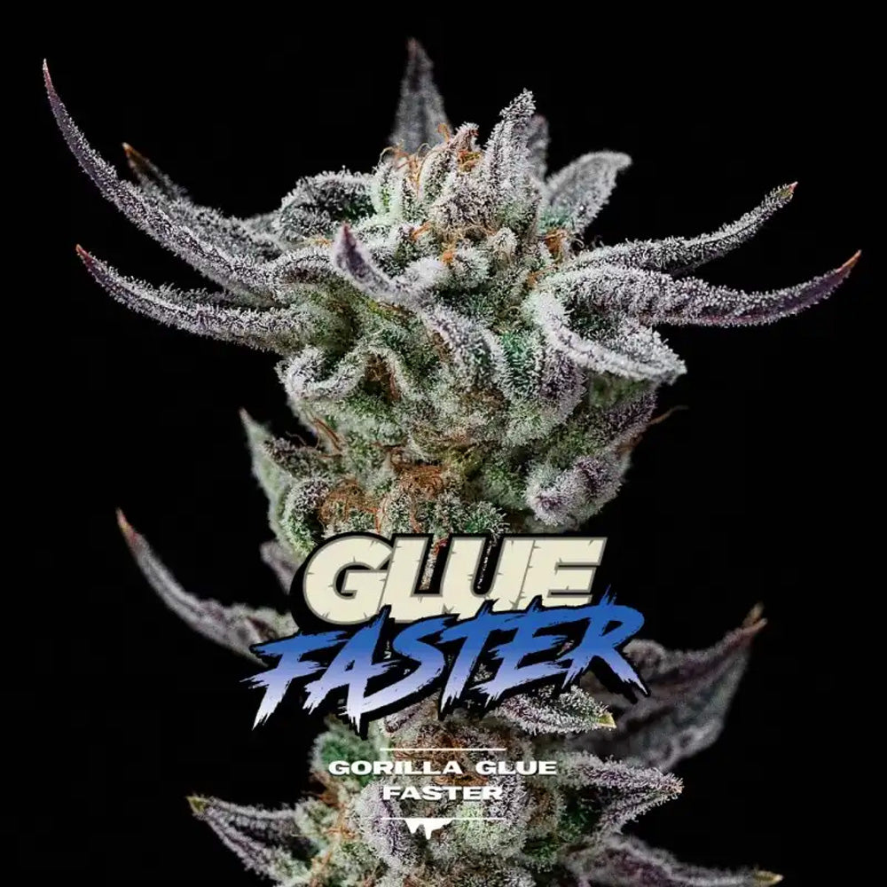 GORILLA GLUE FASTER X4 BSF SEEDS-1