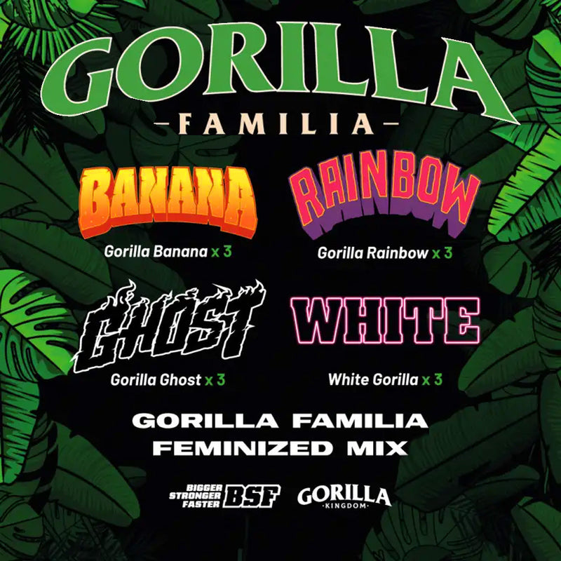 GORILLA FAMILIA FEM MIX X 12 BSF SEEDS-1
