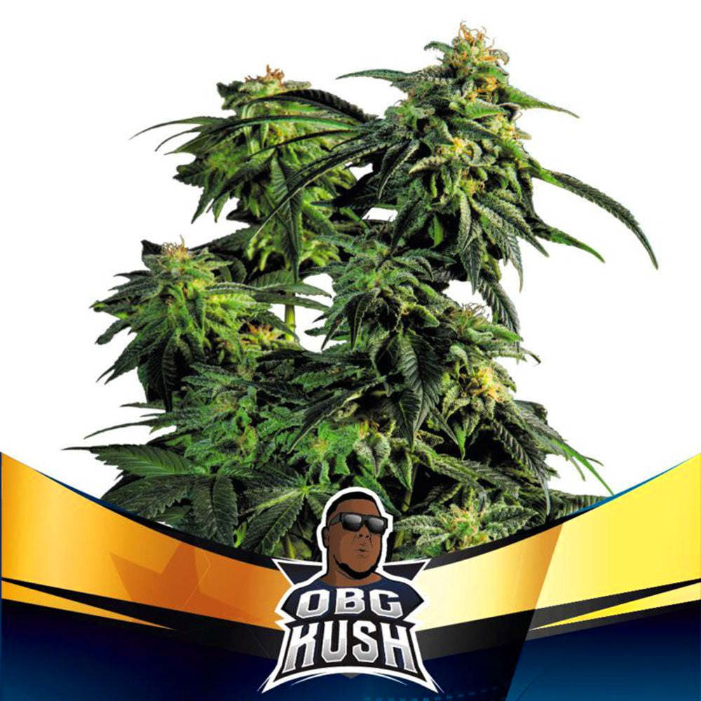 OBG KUSH FAST VERSION X2 BSF SEEDS-1