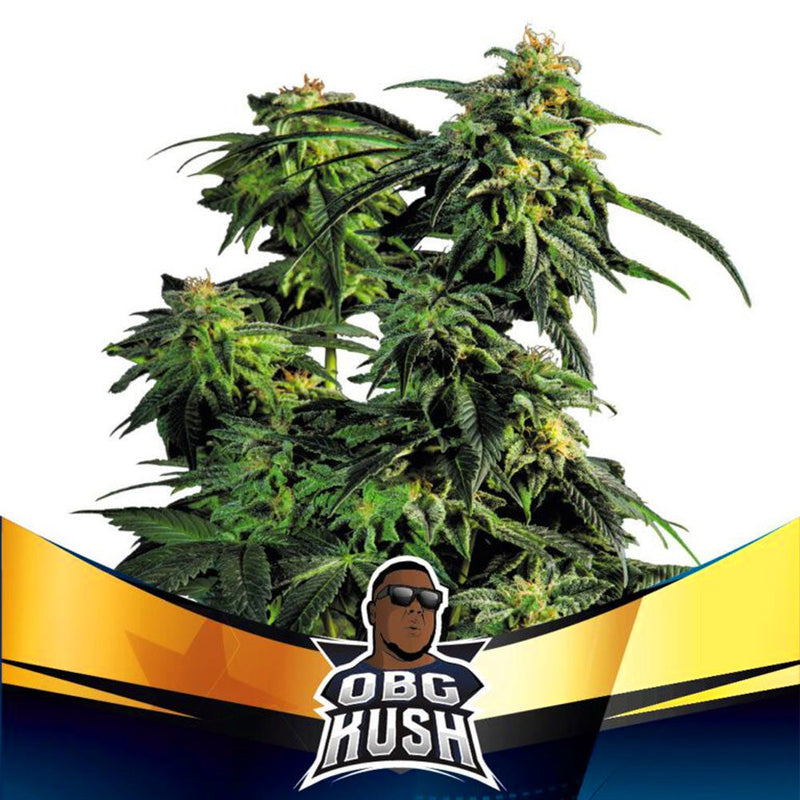 OBG KUSH FAST VERSION X2 BSF SEEDS-1