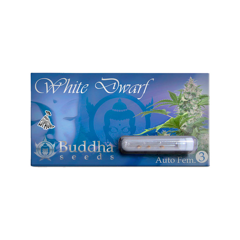 WHITE DWARF AUTO X3 BUDDHA SEEDS-1