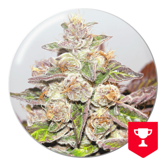 MENDOCINO PURPLE KUSH FEM X3 MEDICAL SEEDS