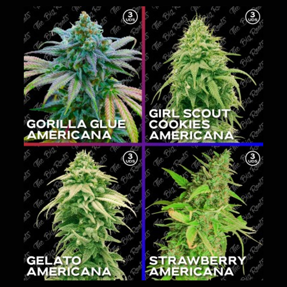MIX ROOTS AMERICANAS FEM X12 - THE BIG ROOTS-1