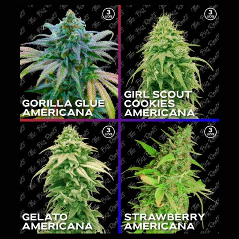 MIX ROOTS AMERICANAS FEM X12 - THE BIG ROOTS-1