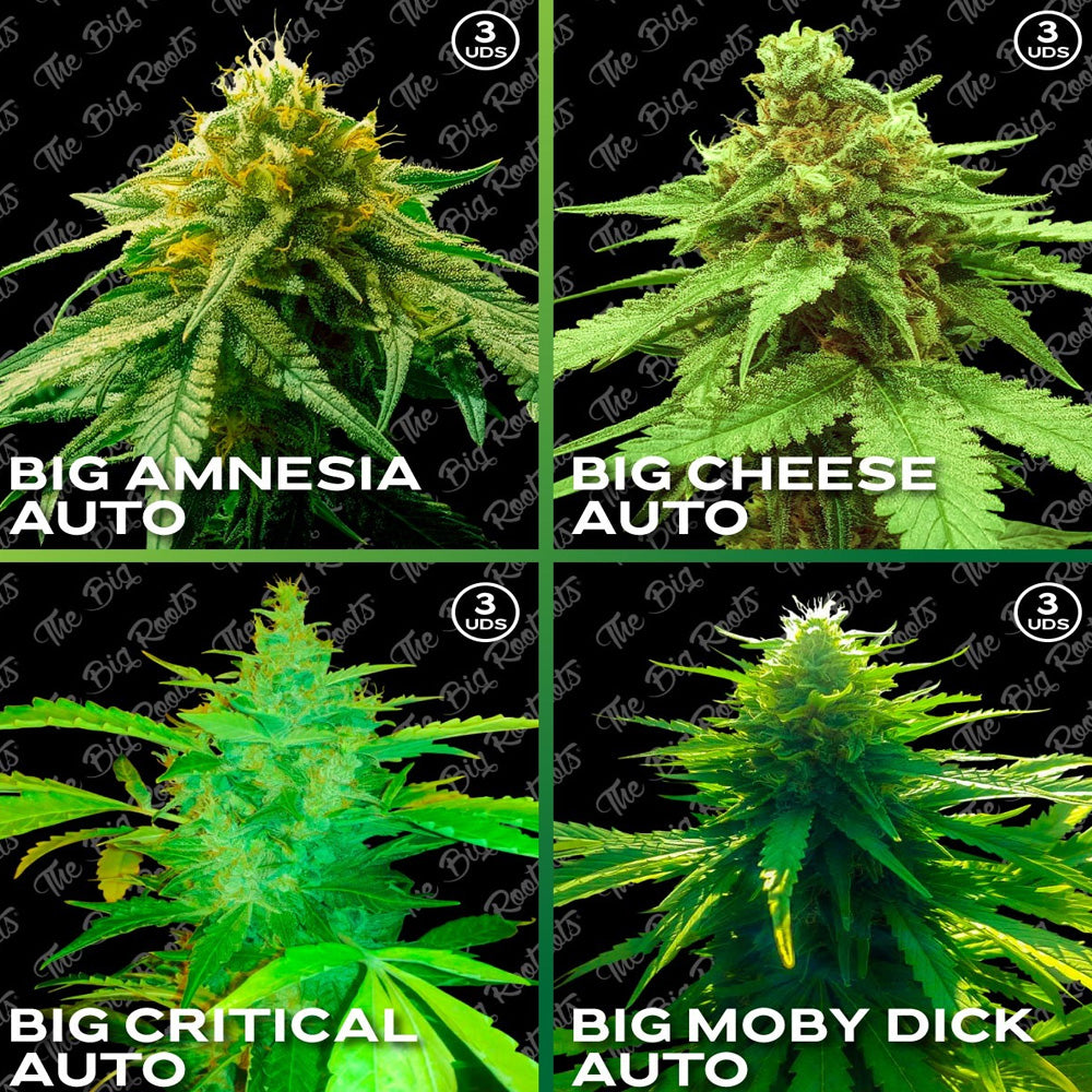 MIX ROOTS AUTO 12 SEMILLAS THE BIG ROOTS
