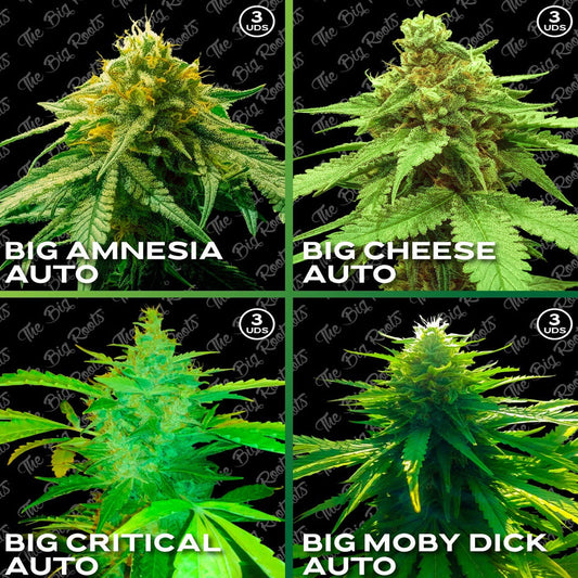 MIX ROOTS AUTO 12 SEMILLAS THE BIG ROOTS