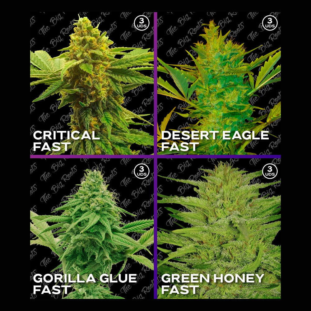 MIX ROOTS FAST X12 - THE BIG ROOTS-1