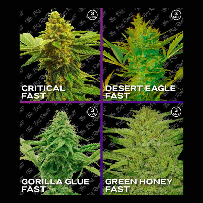 MIX ROOTS FAST X12 - THE BIG ROOTS-1