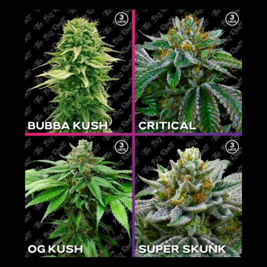 MIX ROOTS FEM INDICO 12 SEMILLAS THE BIG ROOTS