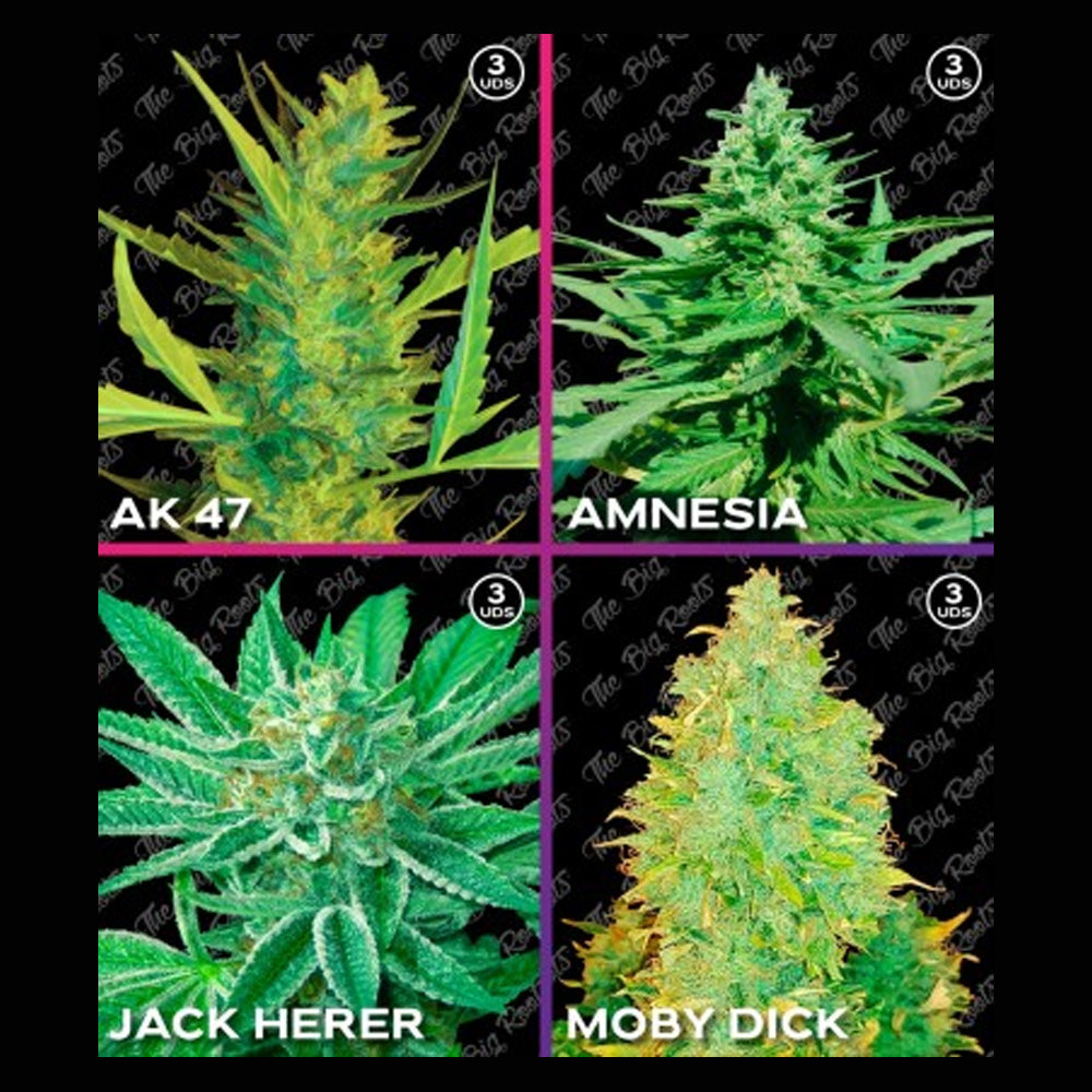 MIX ROOTS FEM SATIVO 12 SEMILLAS THE BIG ROOTS