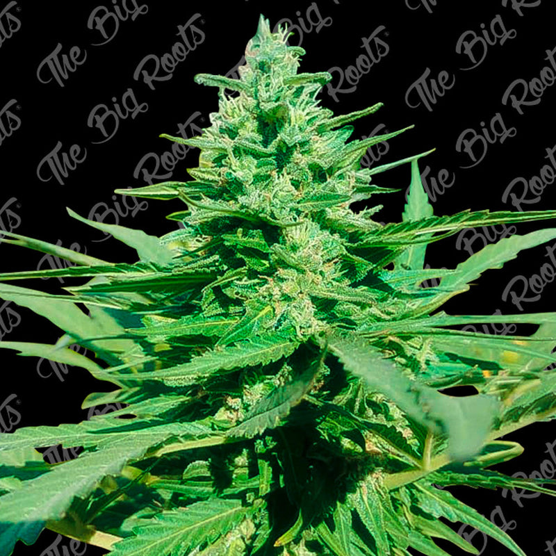 AMNESIA FEM X3+2 - THE BIG ROOTS-1