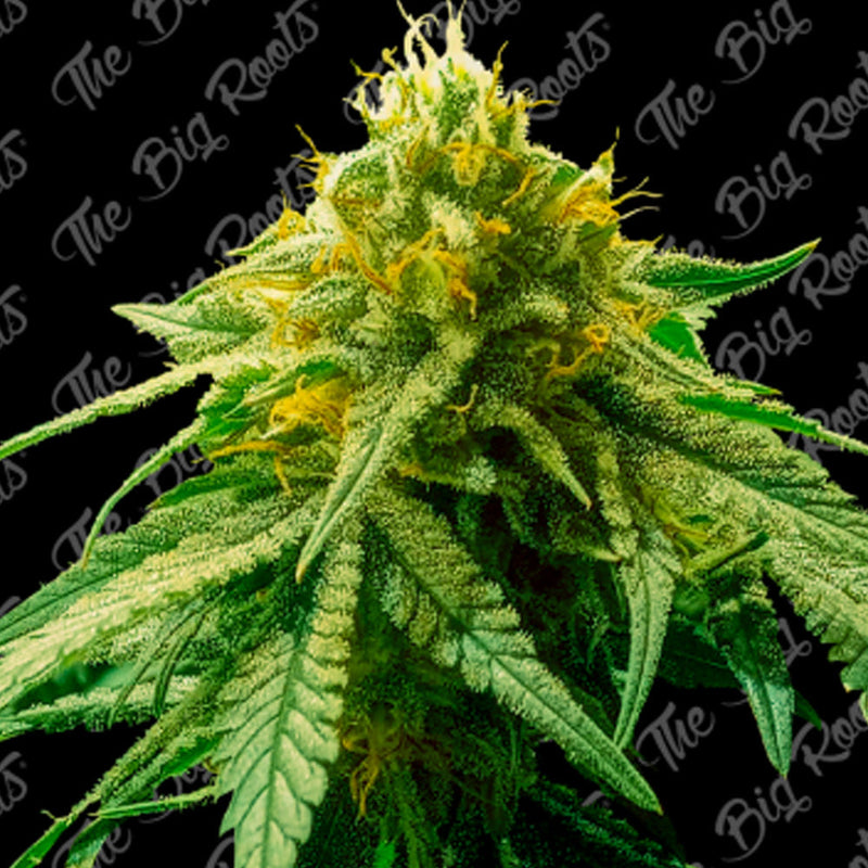 BIG AMNESIA AUTO X3+2 - THE BIG ROOTS-1