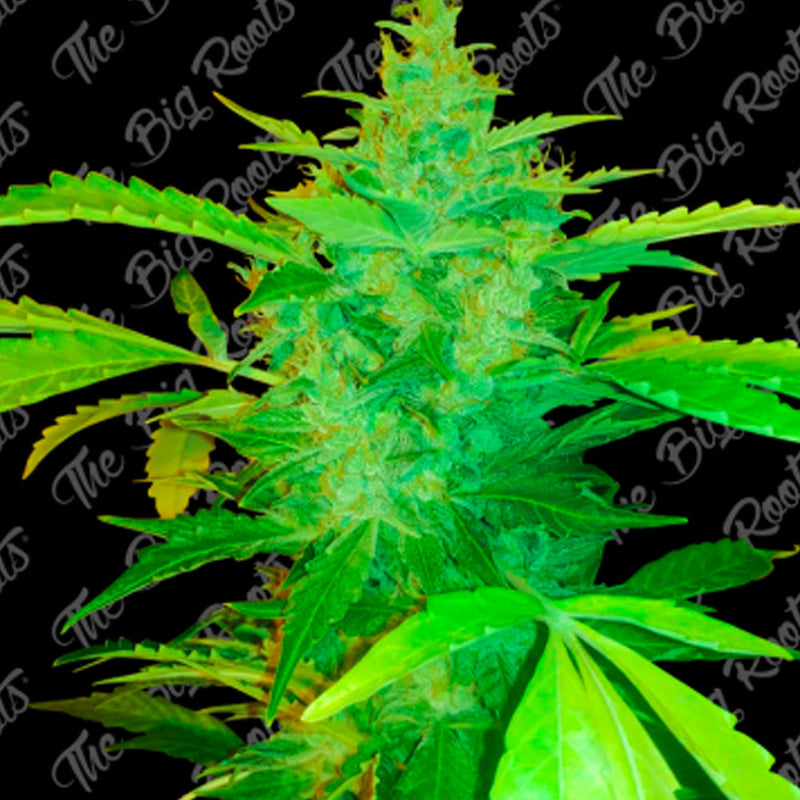 BIG CRITICAL AUTO X3+2 - THE BIG ROOTS-1