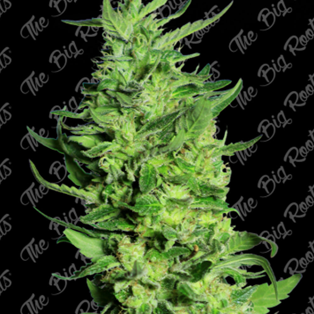 BLACK DOMINA AUTO X 3+2 SEMILLAS THE BIG ROOTS