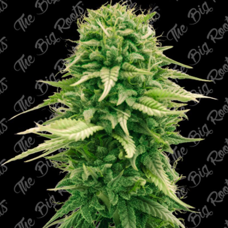 BUBBA KUSH FEM X3+2 - THE BIG ROOTS-1