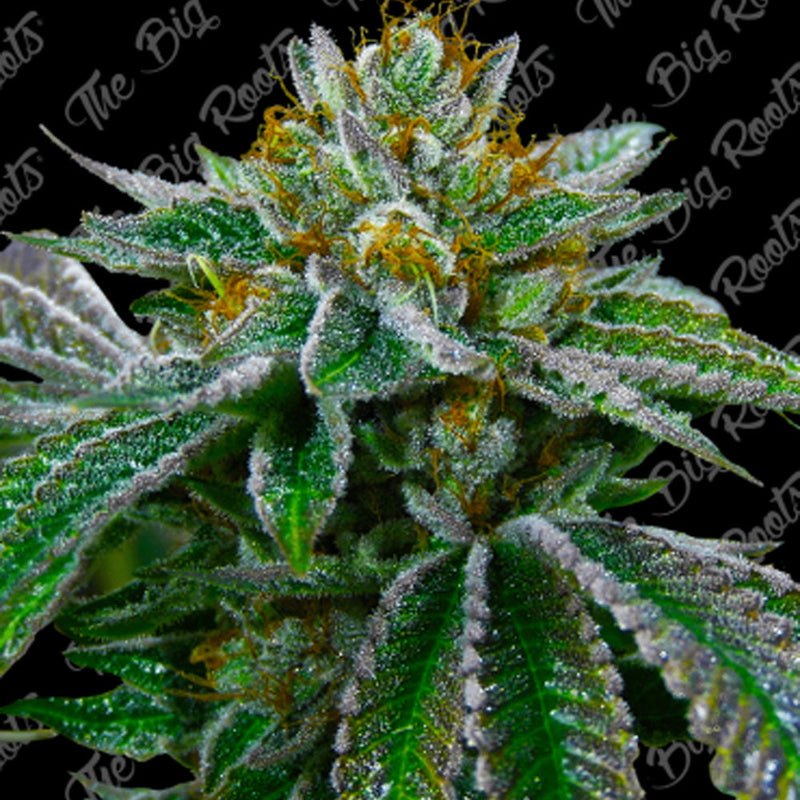 CRITICAL FEM X3+2 - THE BIG ROOTS-1