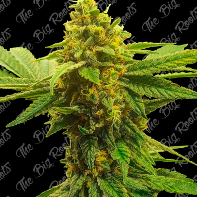 CRITICAL FAST X 3+2 SEMILLAS THE BIG ROOTS-2