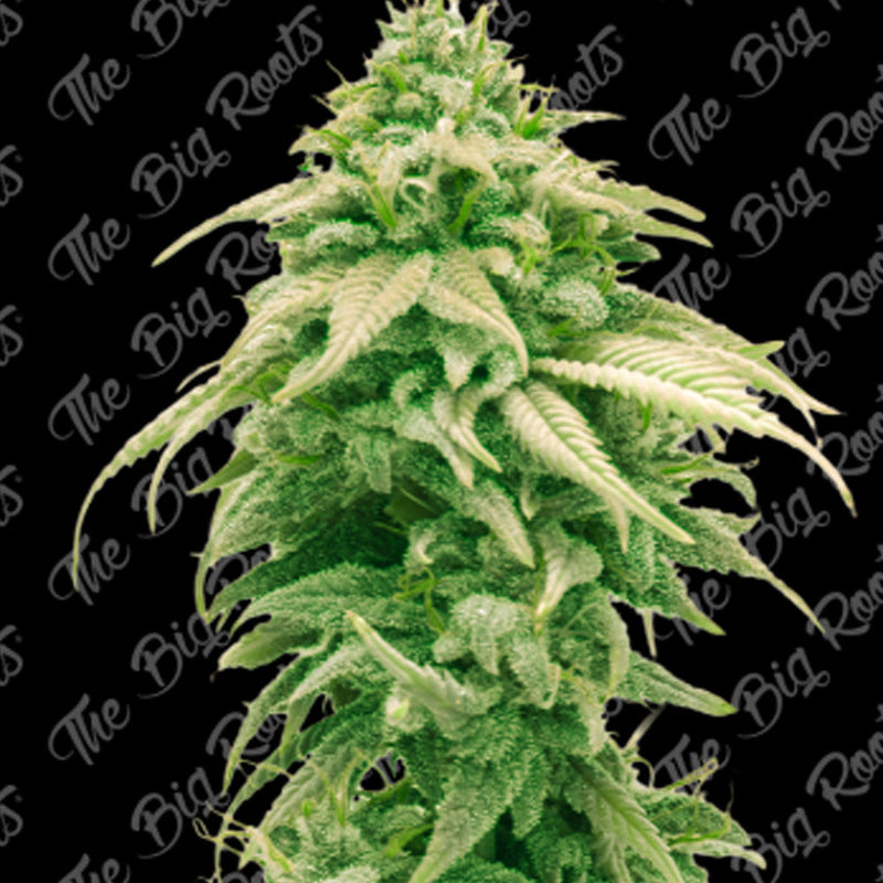 GELATO FEM X3+2 - THE BIG ROOTS-1