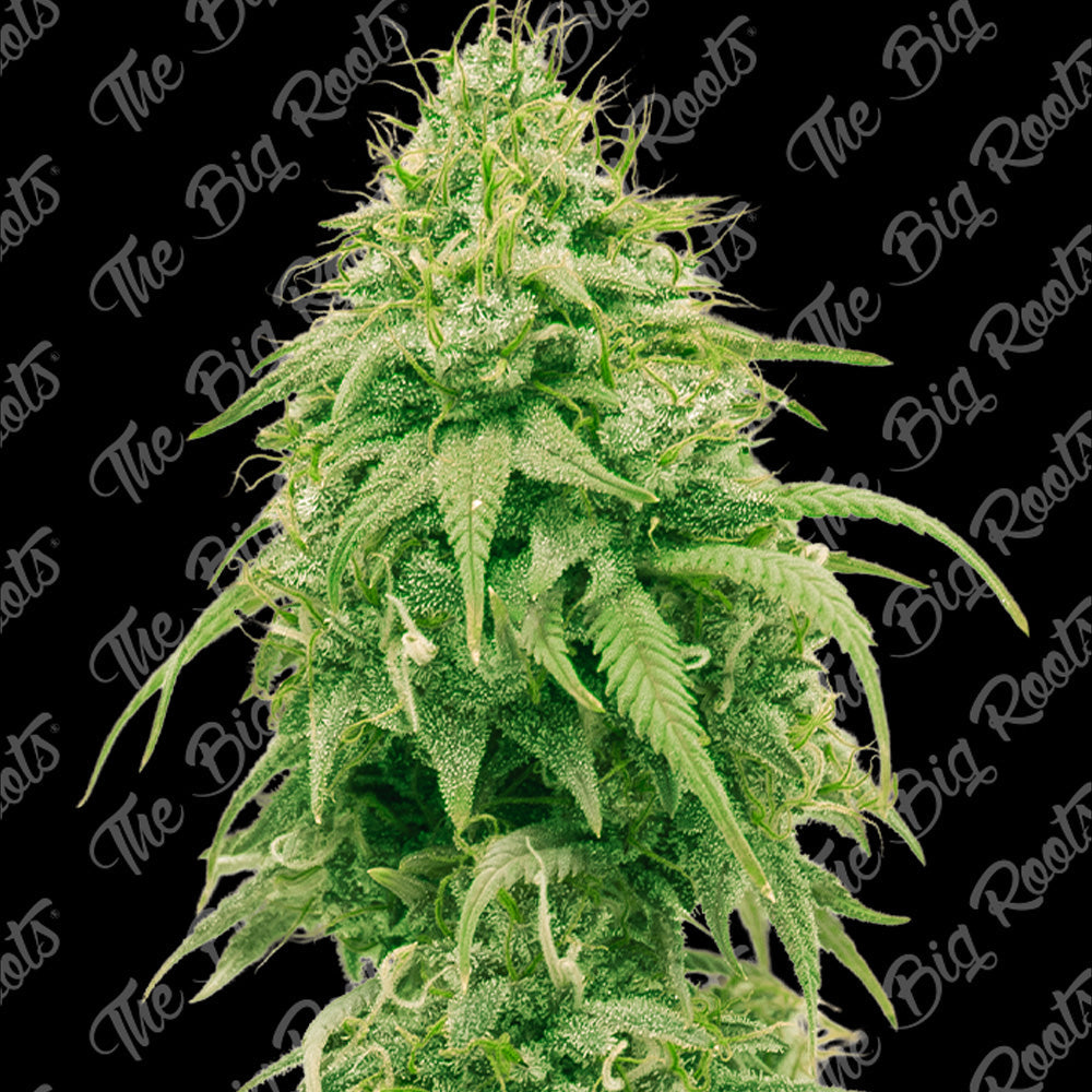 GIRL SCOUT COOKIES FEM X3+2 - THE BIG ROOTS-1